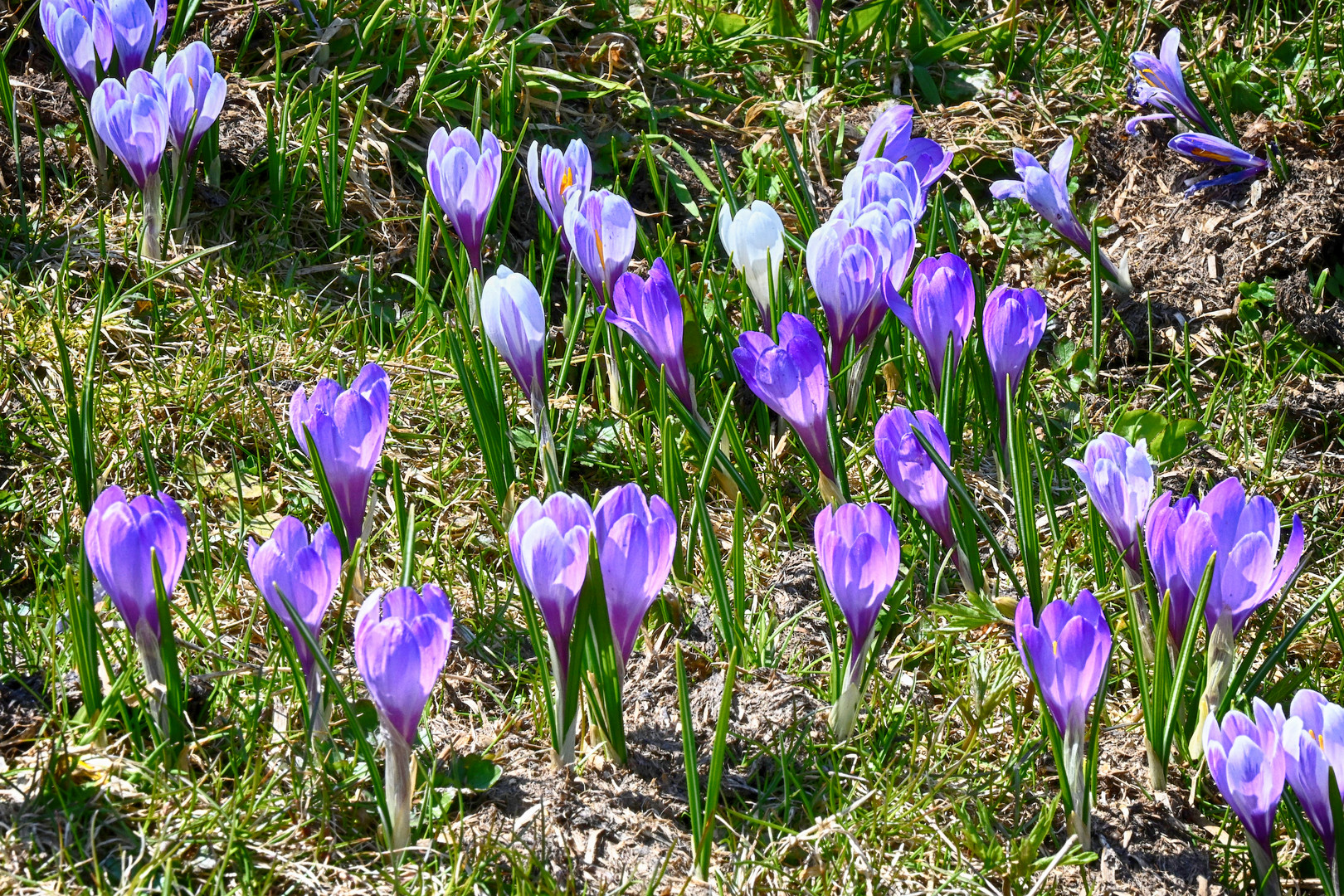 Frühlingsboten