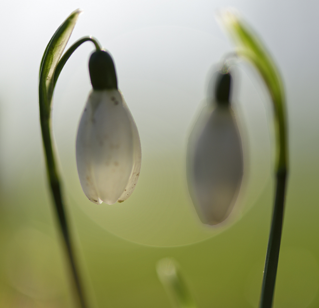 Frühlingsboten