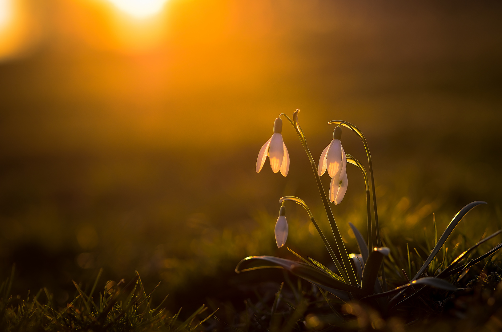 Frühlingsboten