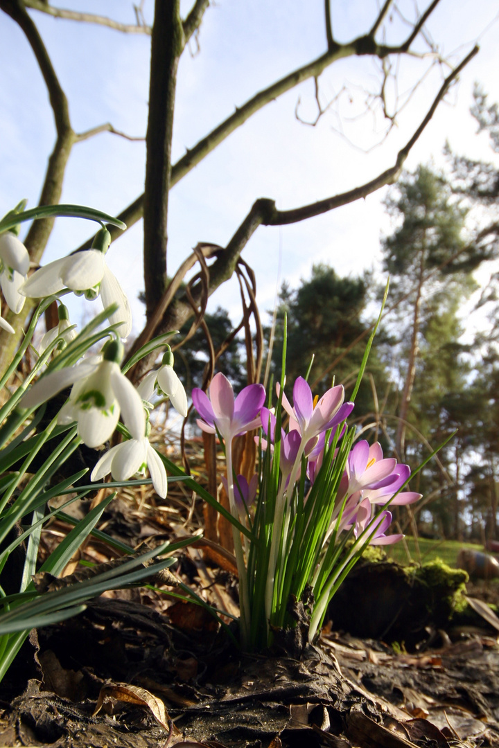 Frühlingsboten