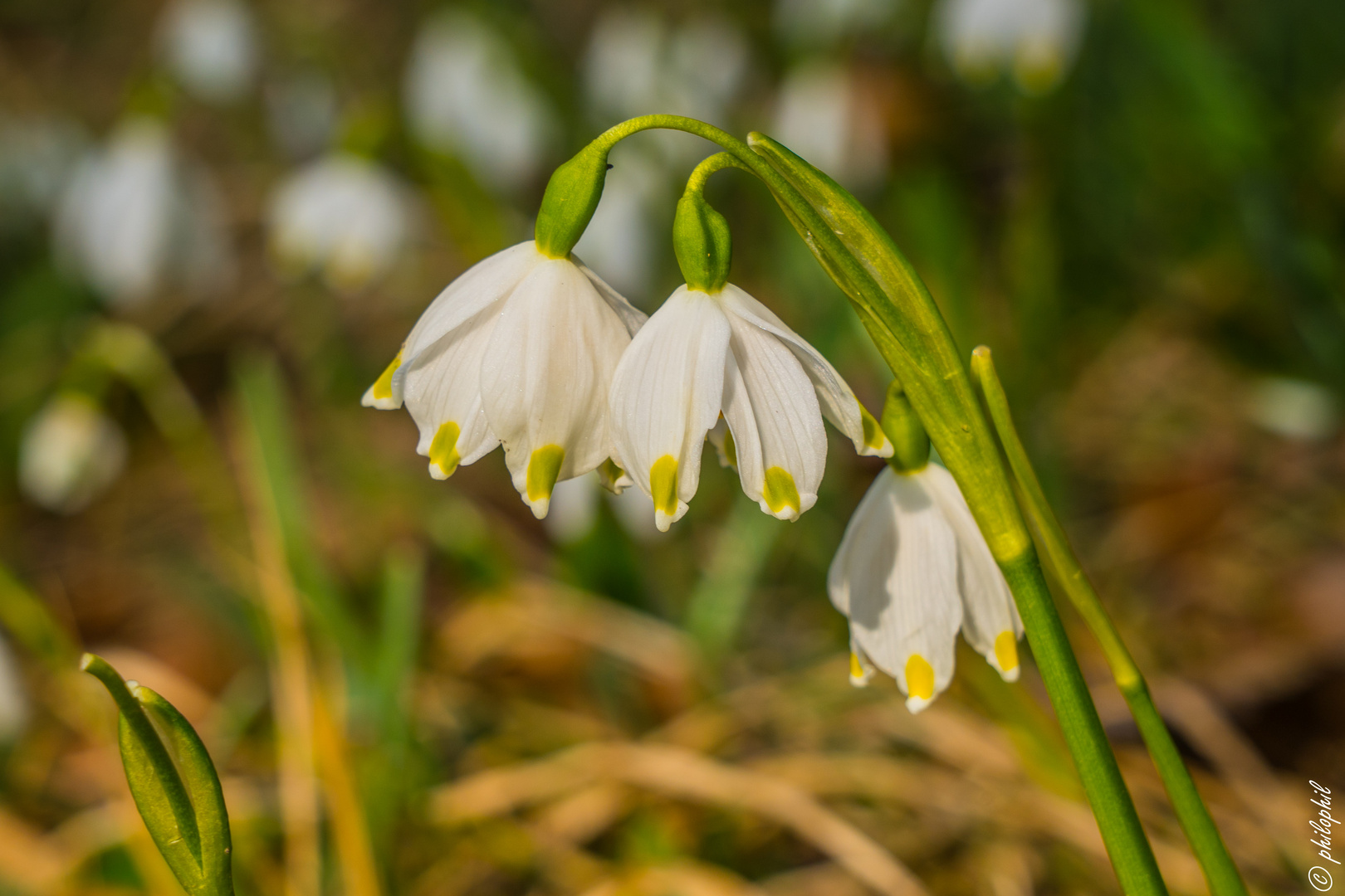 Frühlingsboten