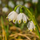 Frühlingsboten