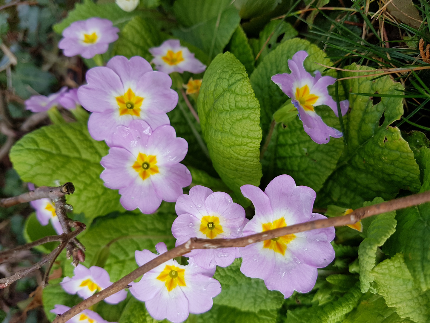 Frühlingsboten