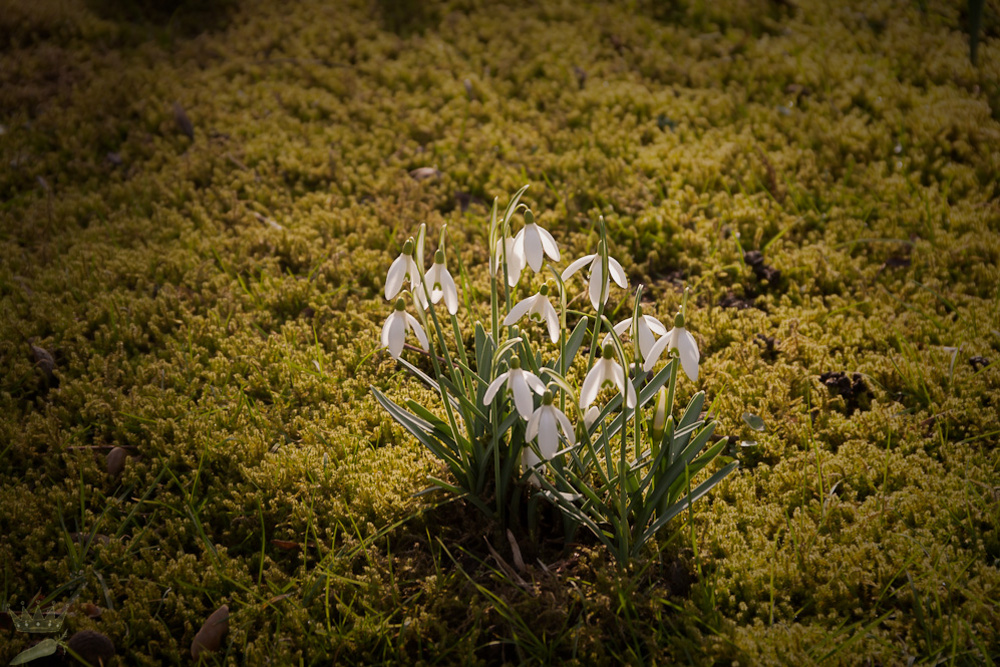 Frühlingsboten