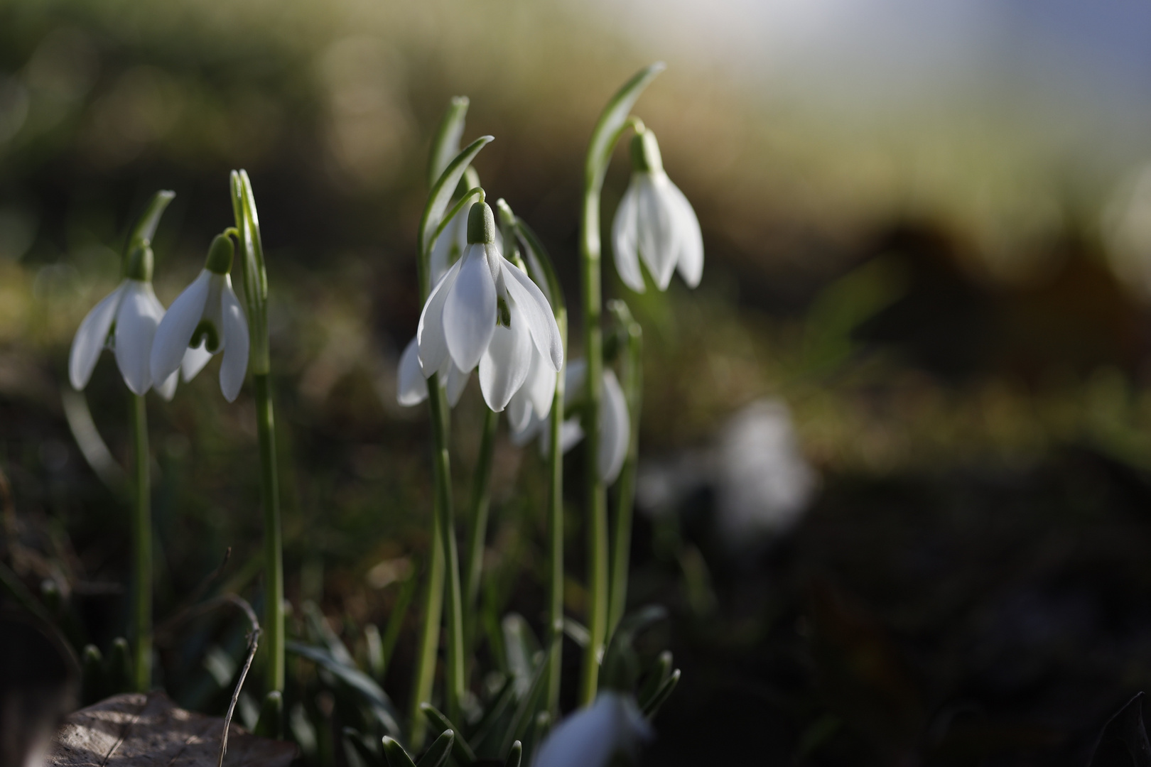 Frühlingsboten