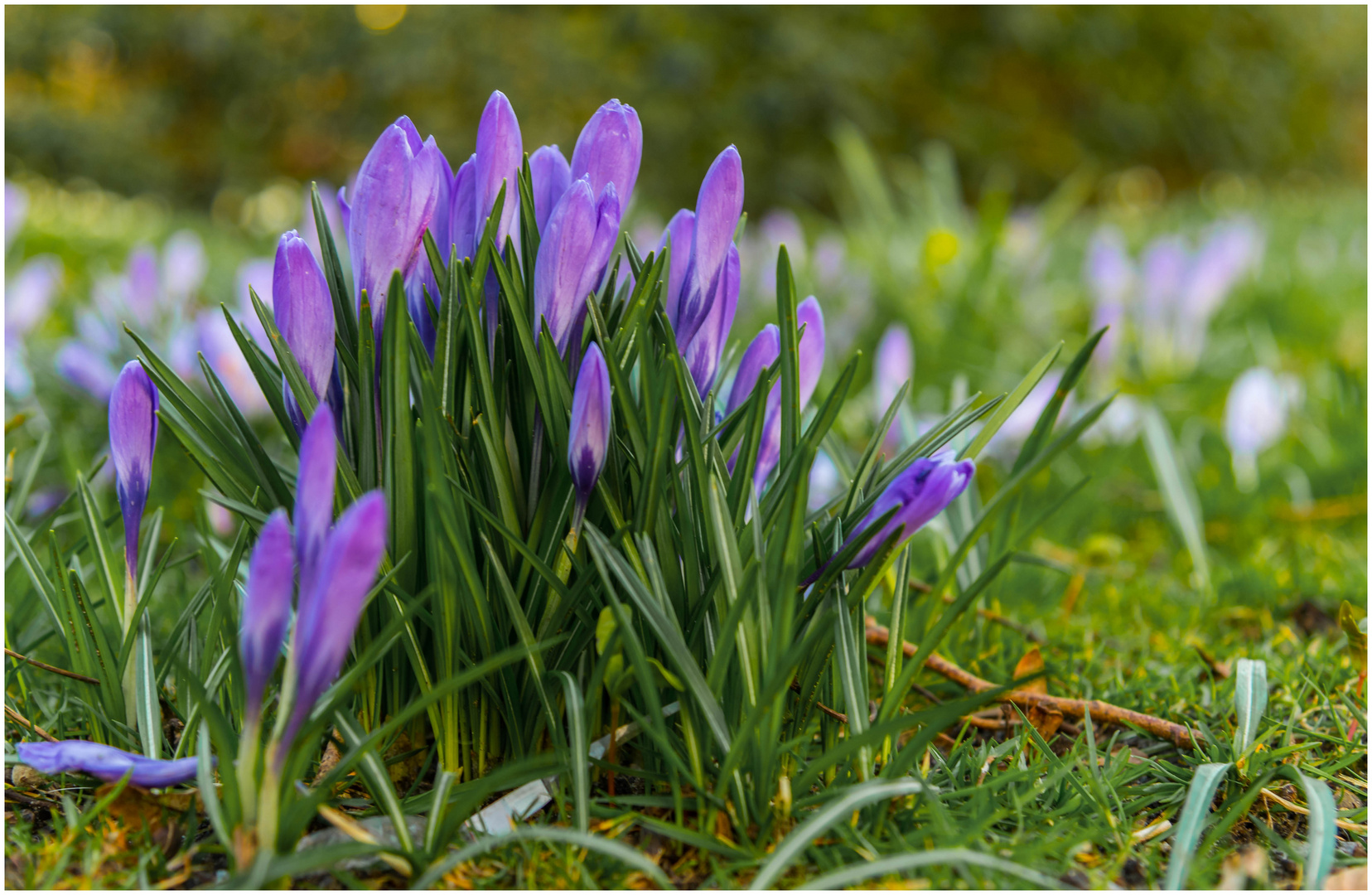 Frühlingsboten