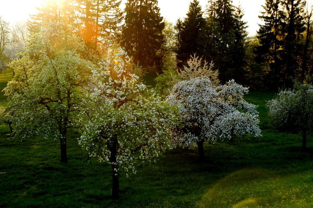 Frühlingsboten