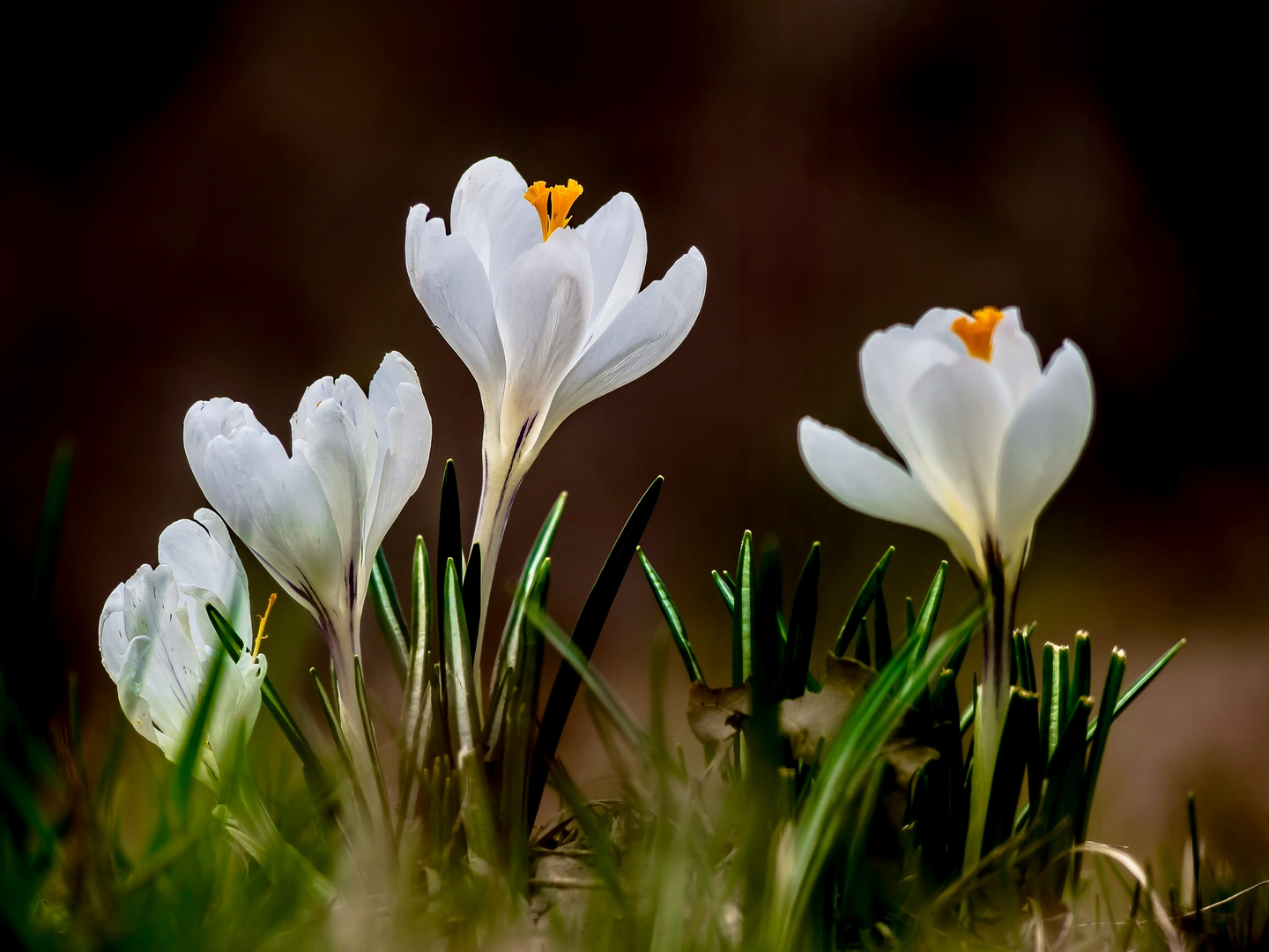 Frühlingsboten 