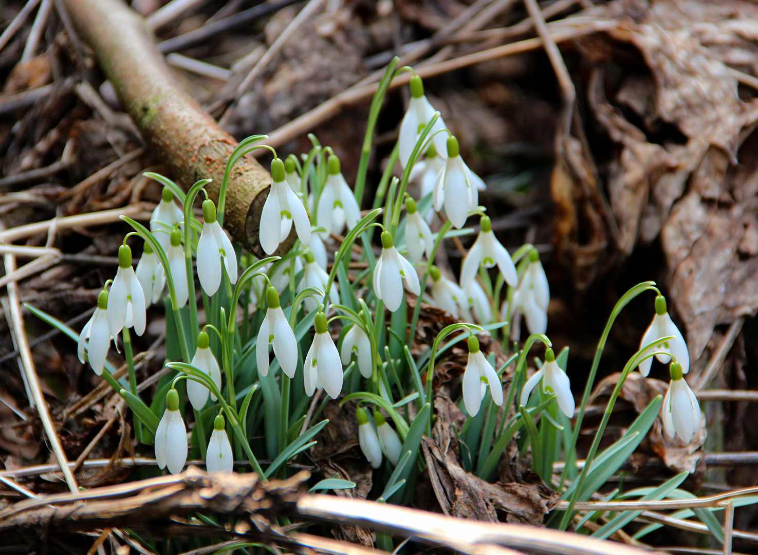 Frühlingsboten