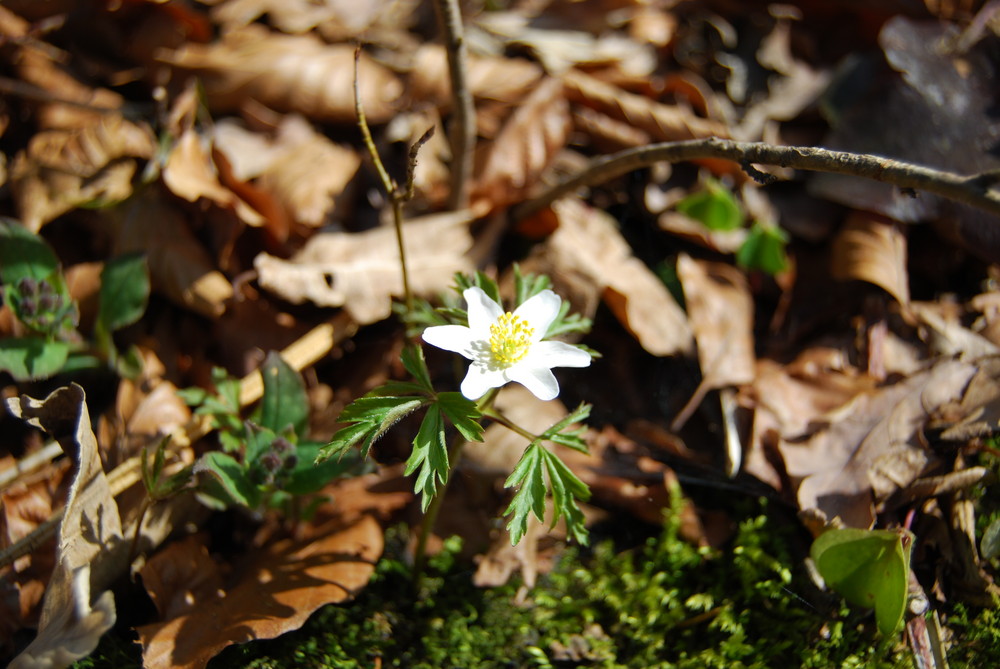 Frühlingsboten