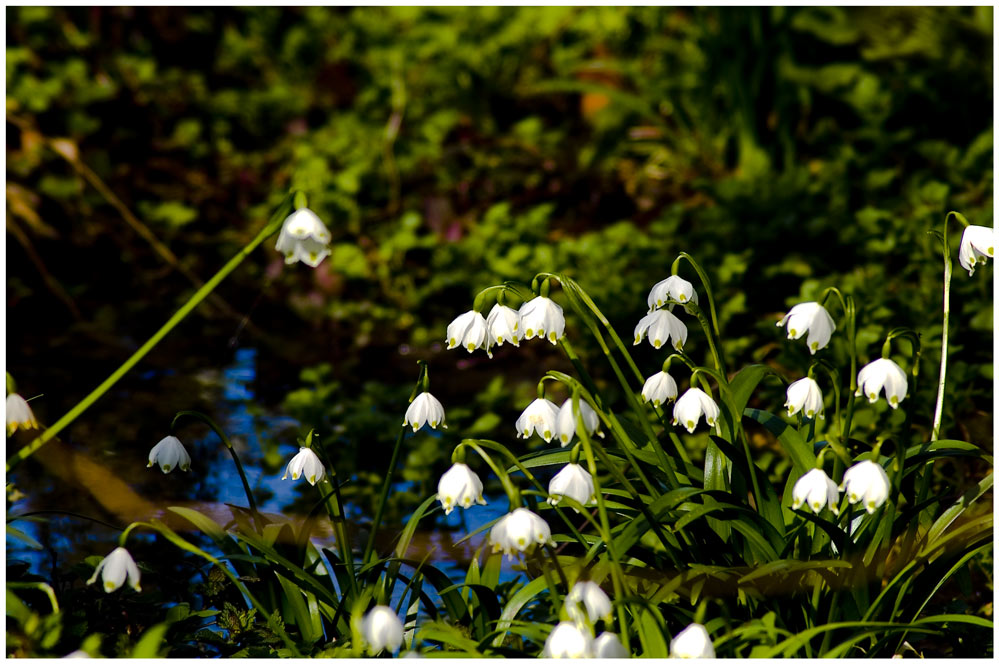 Frühlingsboten