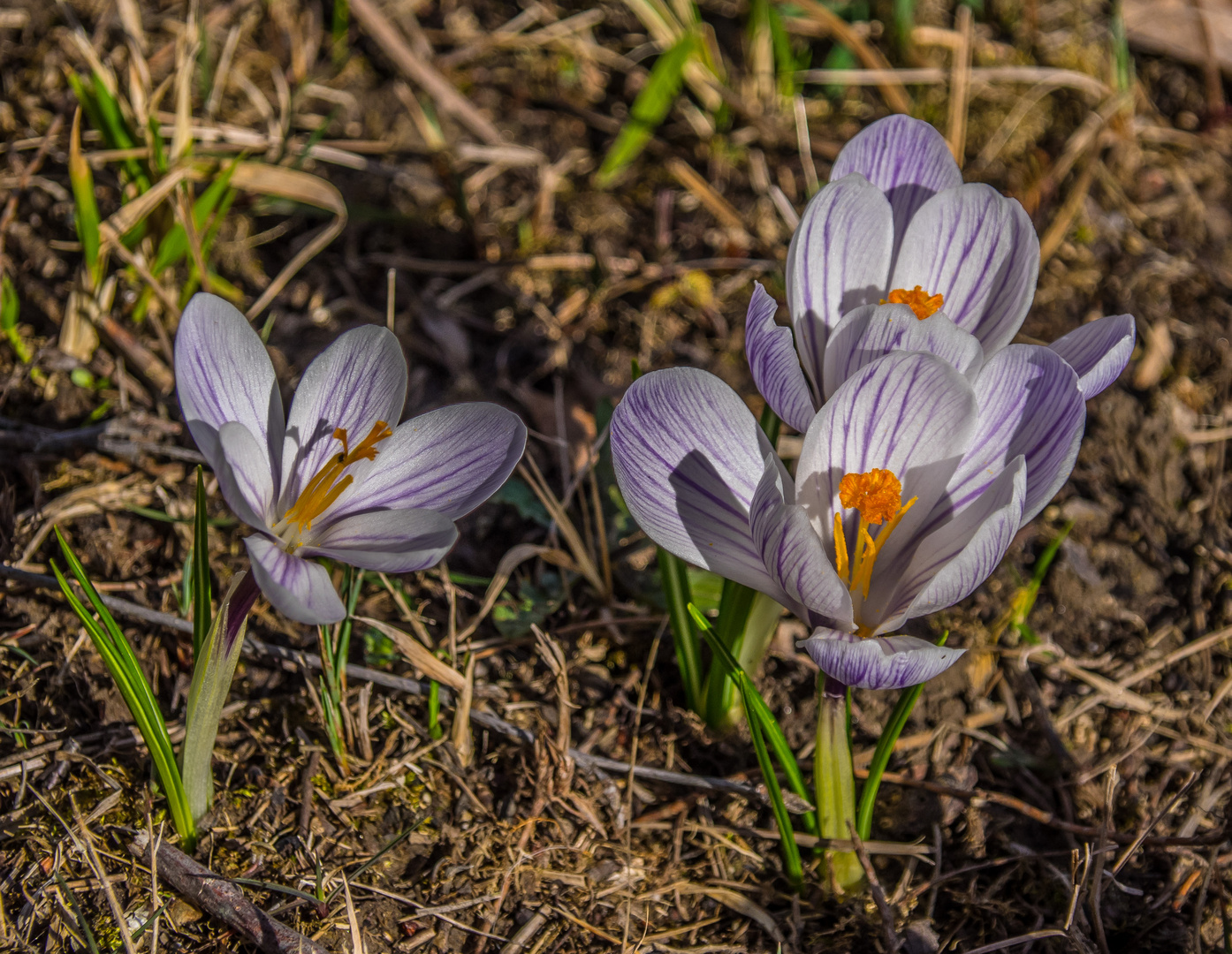 Frühlingsboten