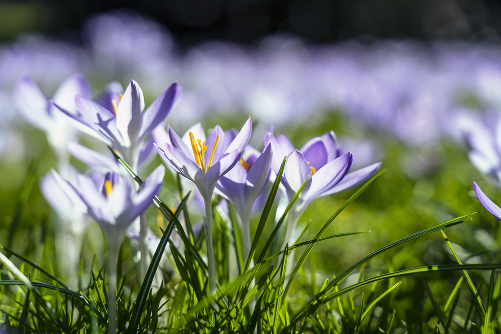 Frühlingsboten