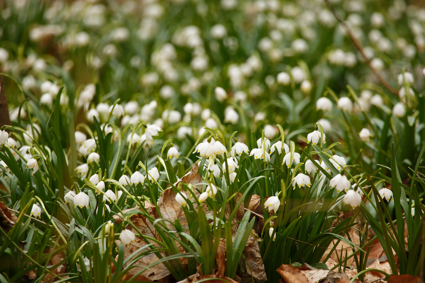 Frühlingsboten