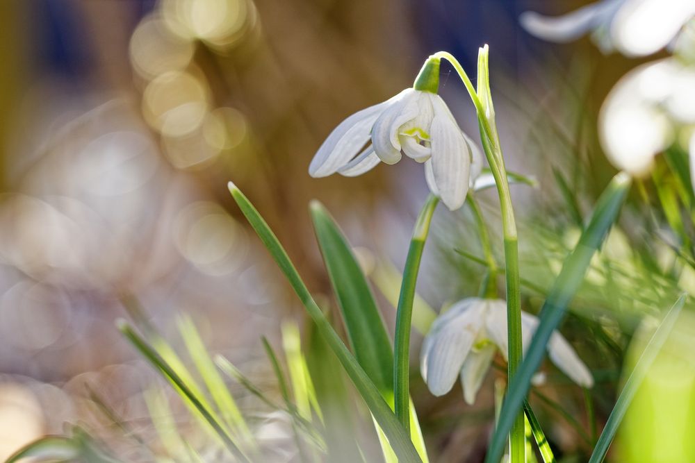 Frühlingsboten