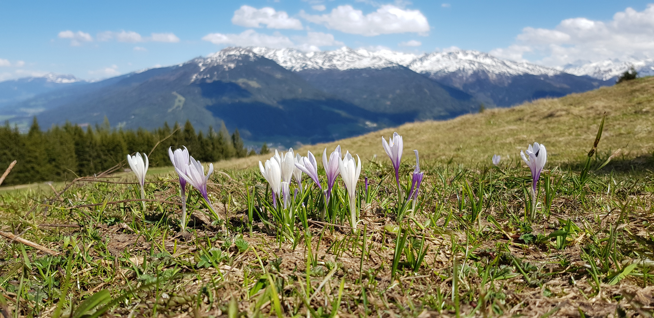 Frühlingsboten