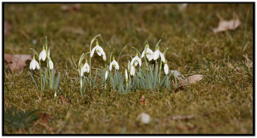 Frühlingsboten