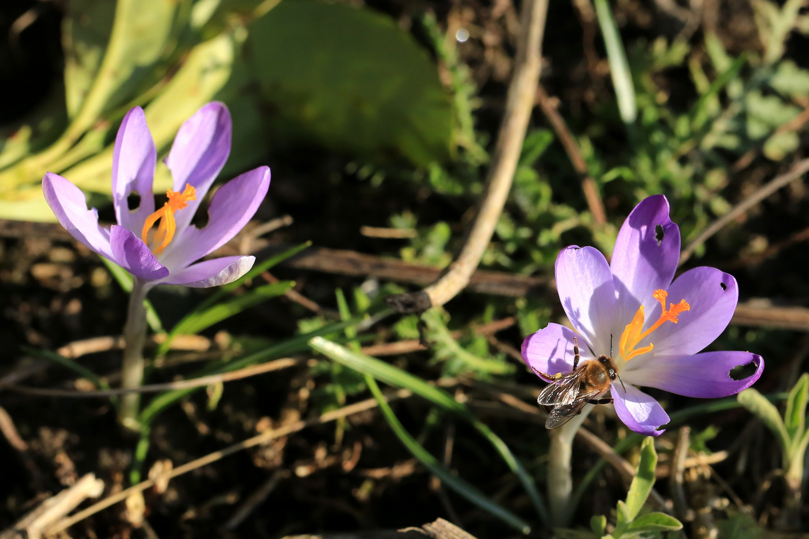 Frühlingsboten 