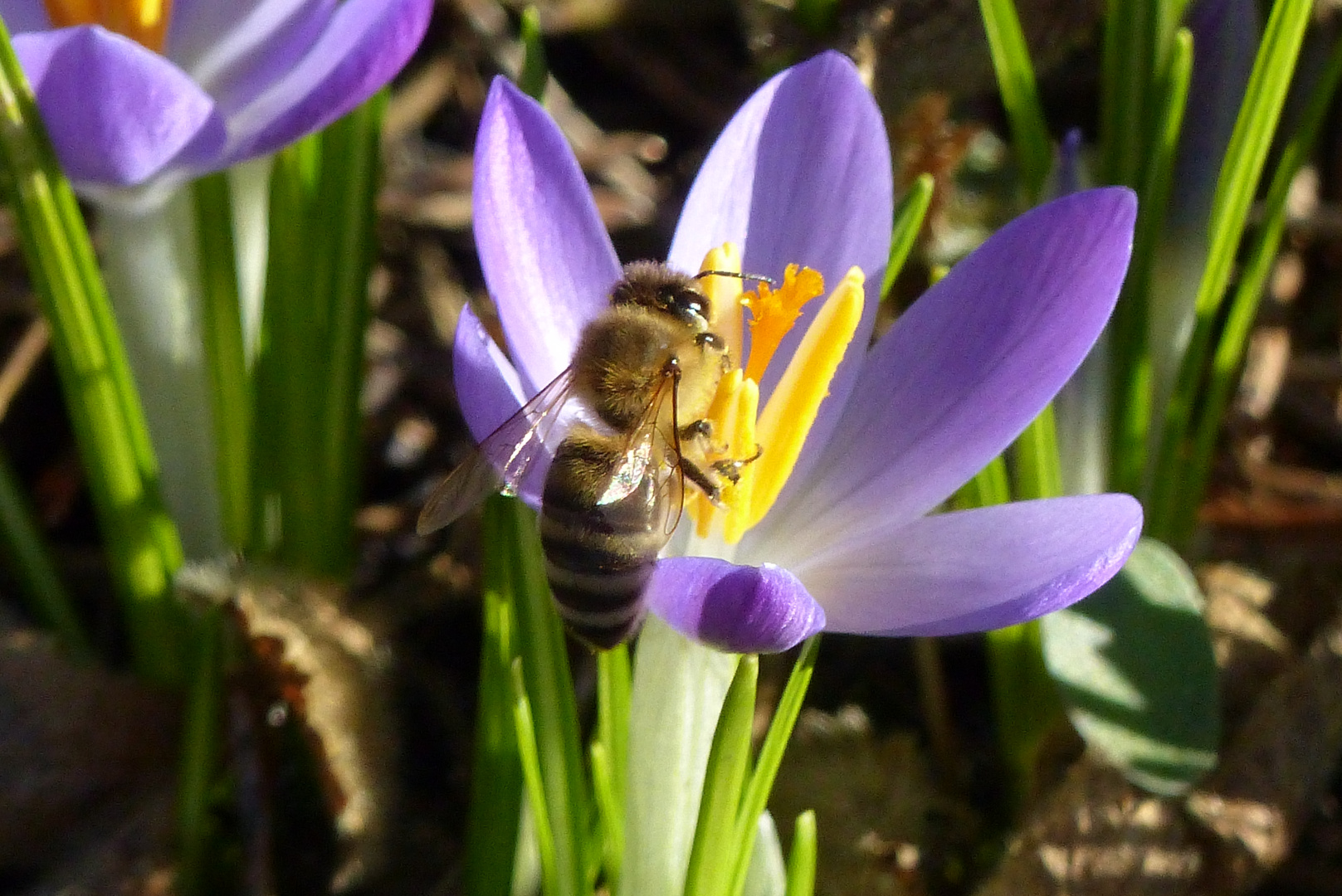 Frühlingsboten