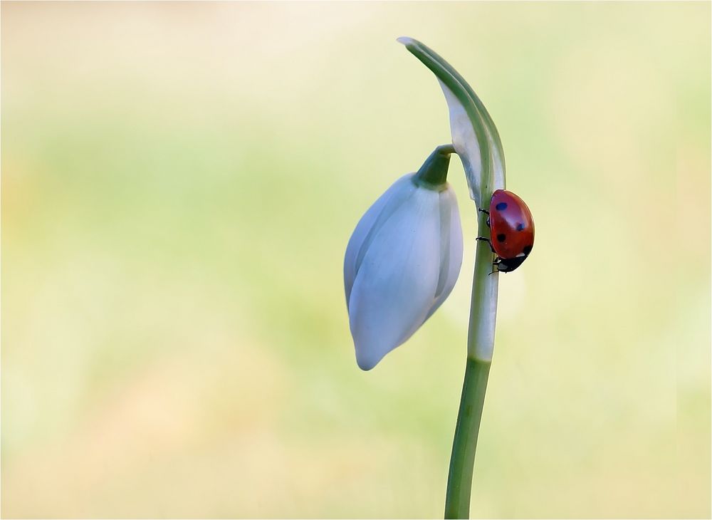 Frühlingsboten