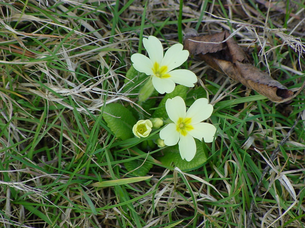 Frühlingsboten