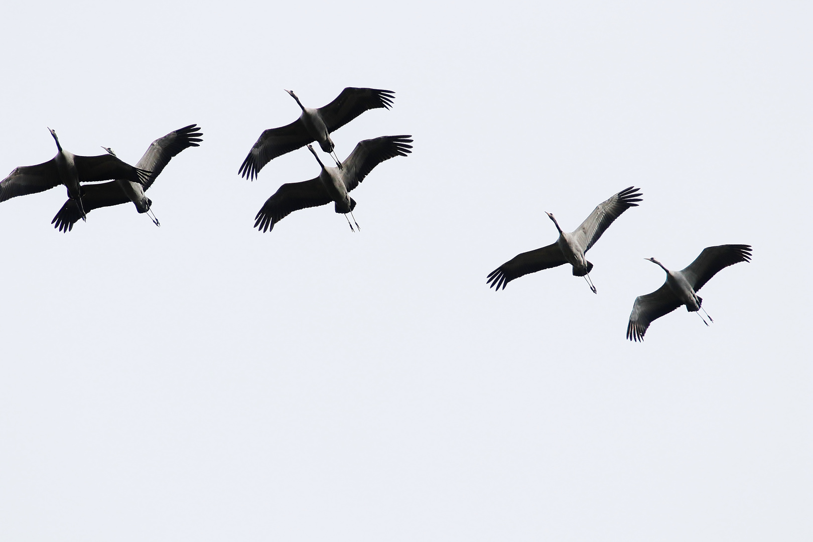 Frühlingsboten/ 7 ( Vögel des Glücks... )