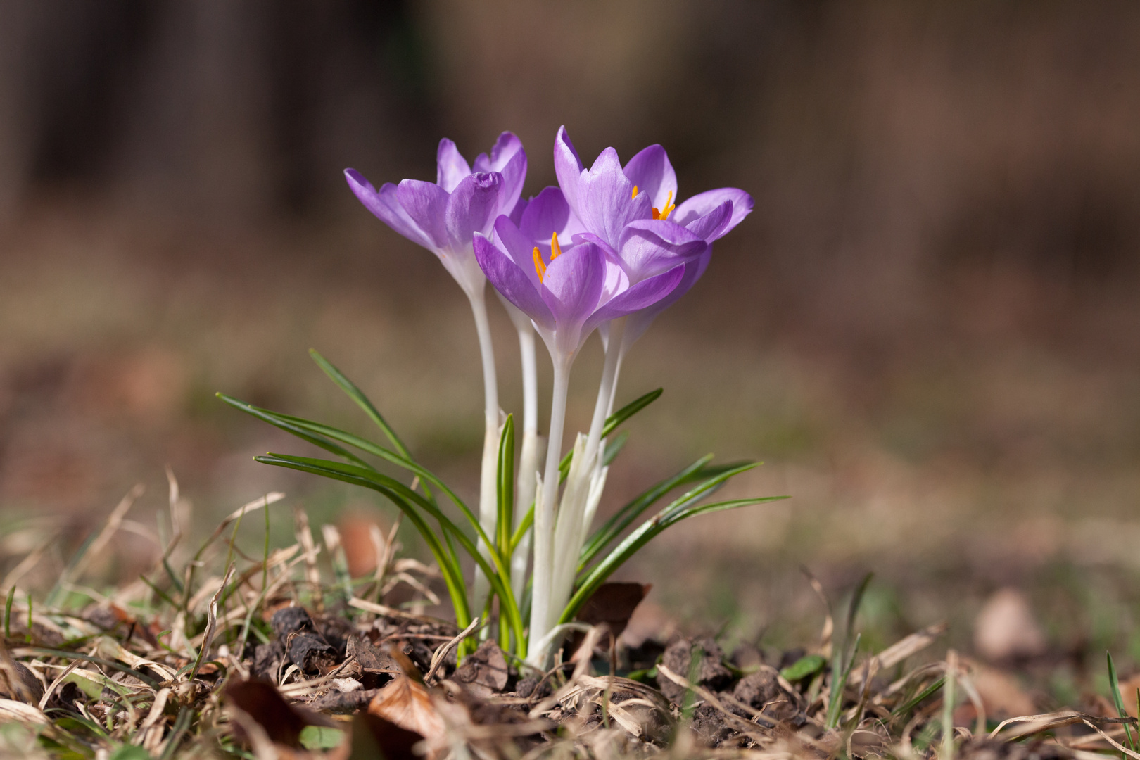 Frühlingsboten 