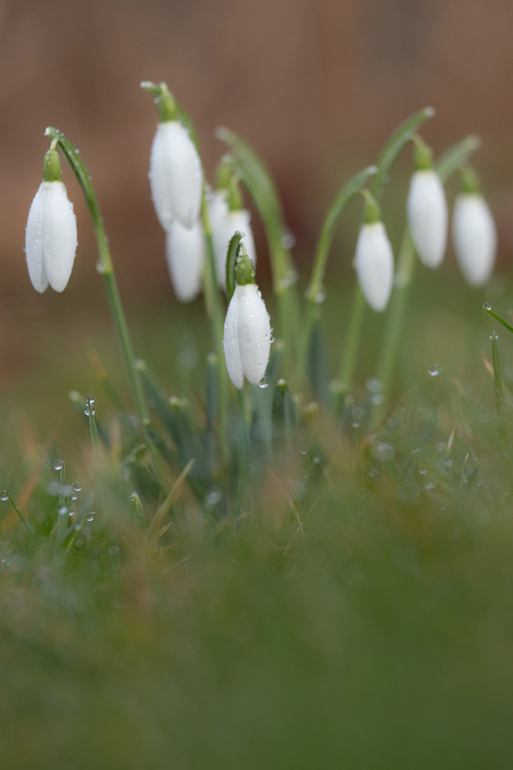 Frühlingsboten