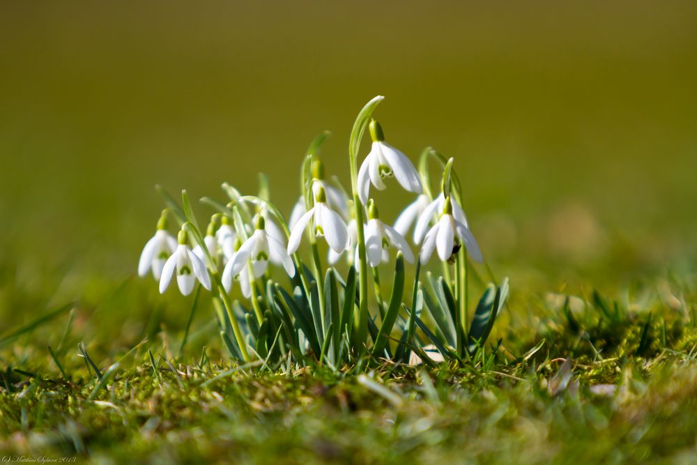 Frühlingsboten