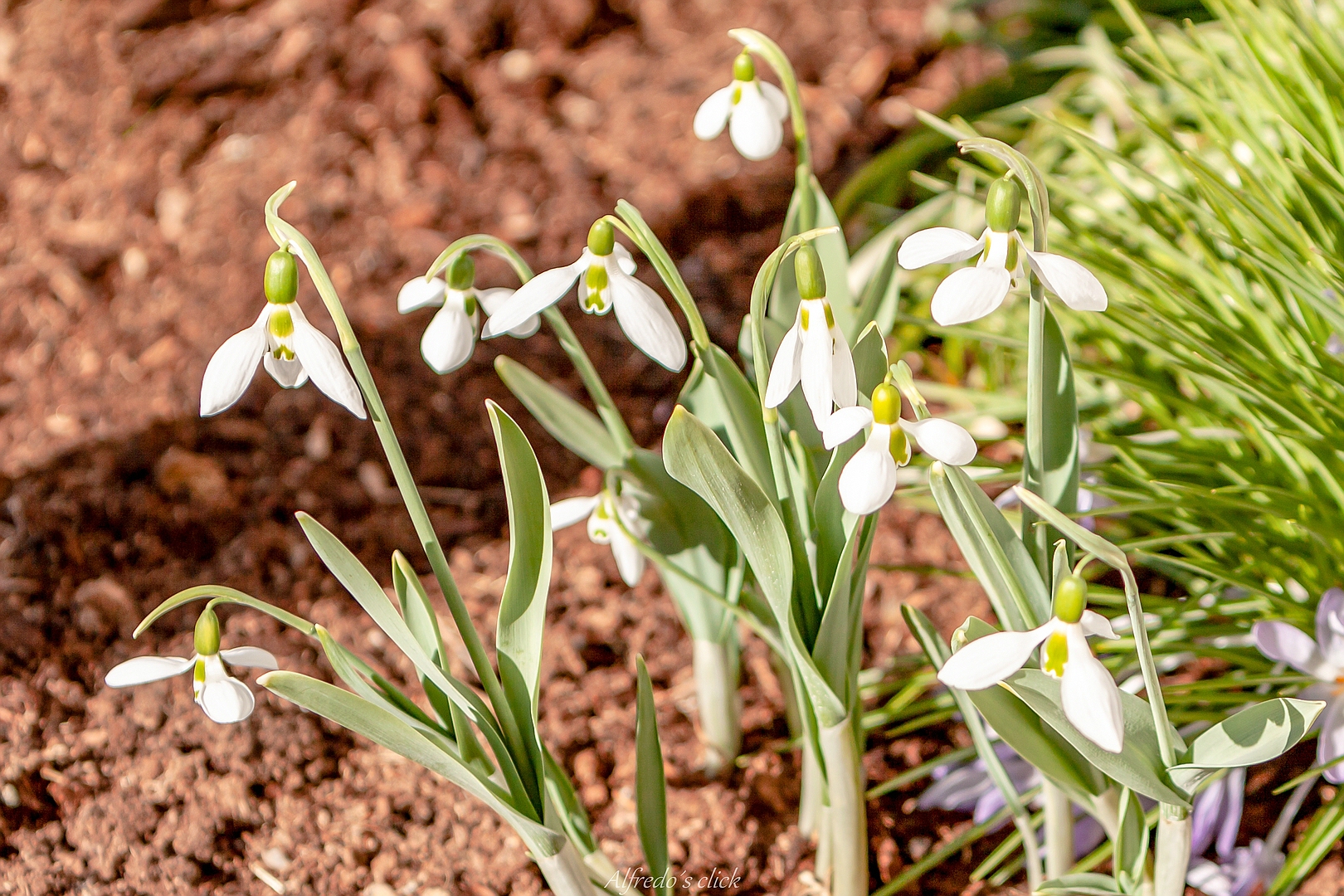 Frühlingsboten*