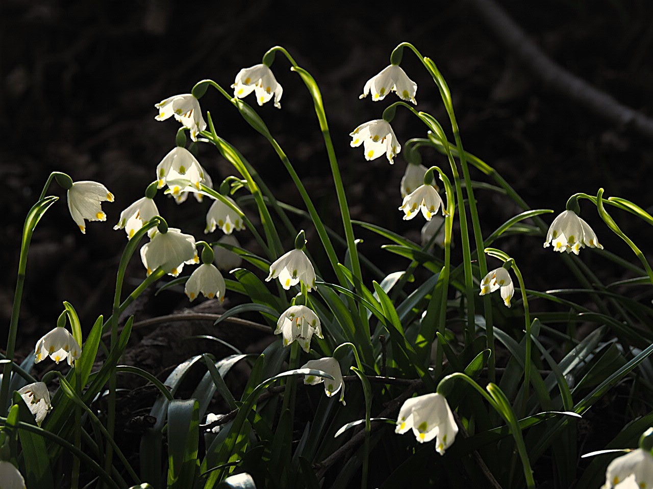Frühlingsboten