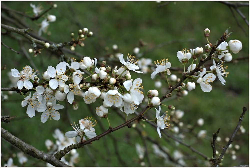 Frühlingsboten