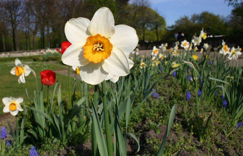 Frühlingsboten