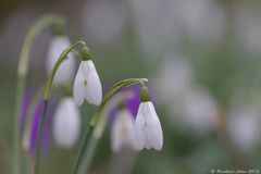 Frühlingsboten