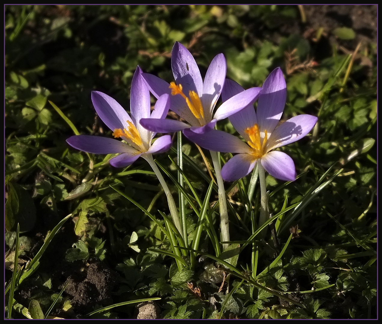 Frühlingsboten