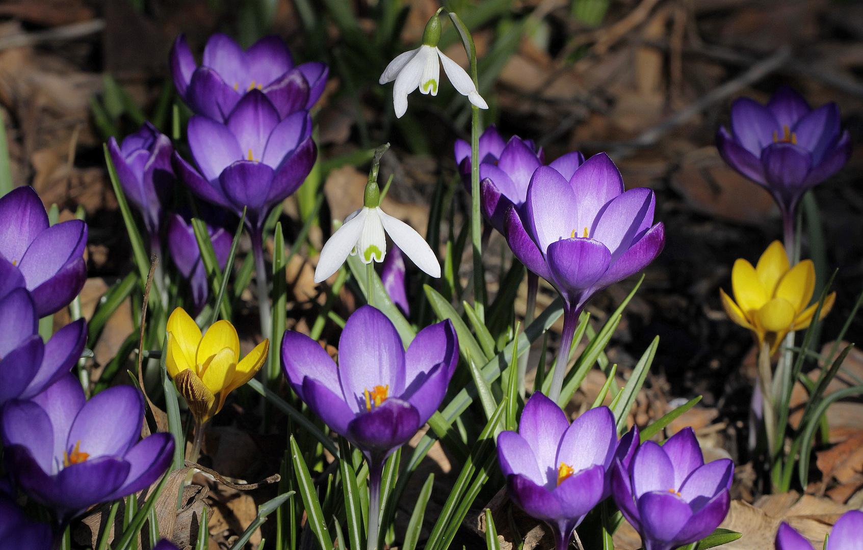 frühlingsboten