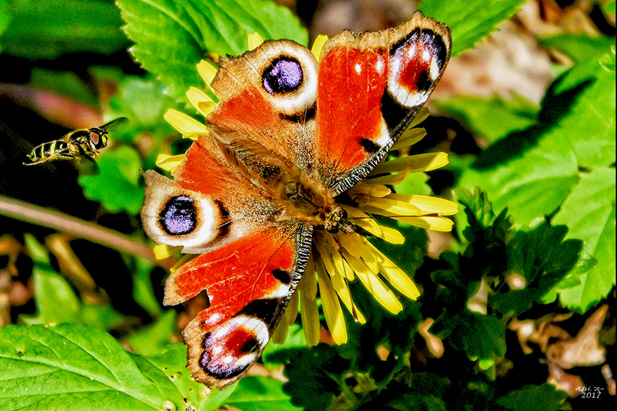 Frühlingsboten