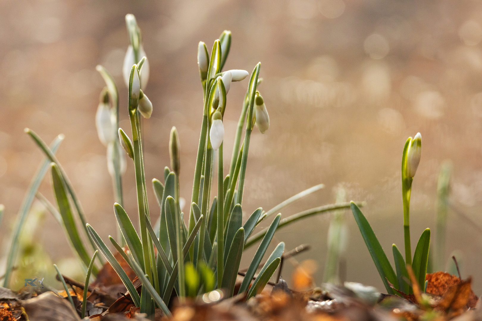 Frühlingsboten