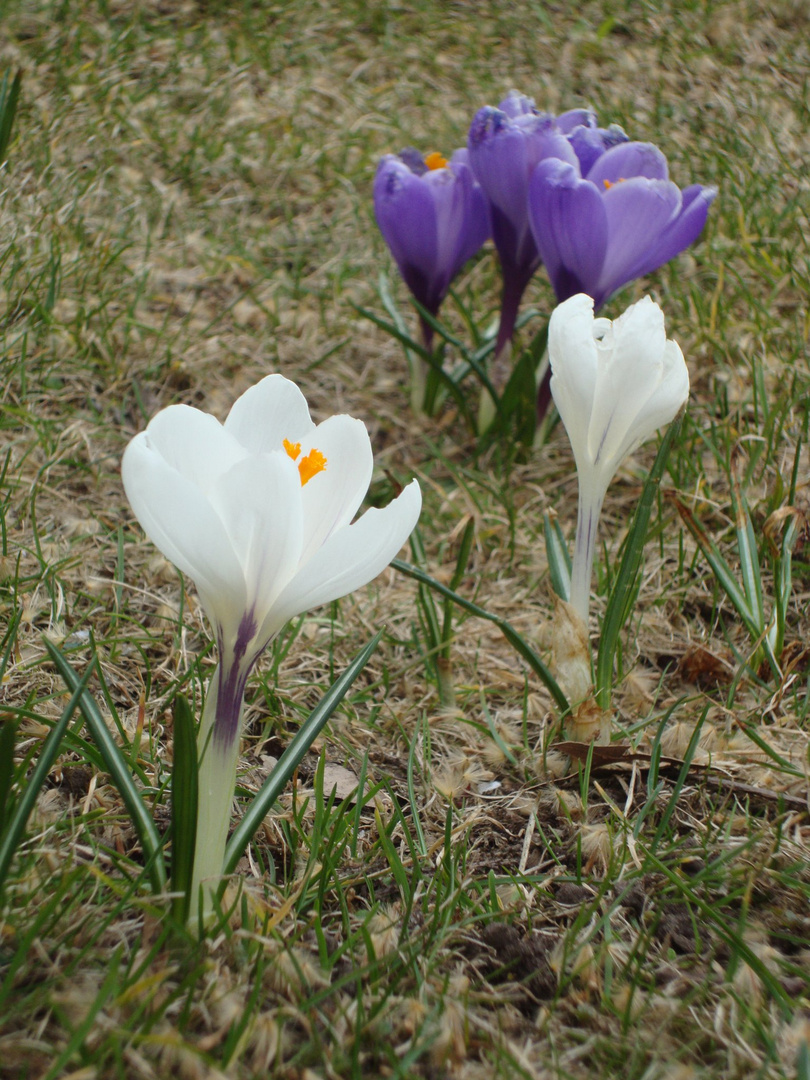 Frühlingsboten