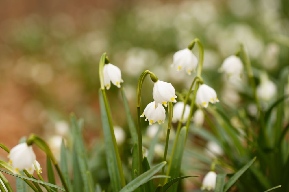 Frühlingsboten