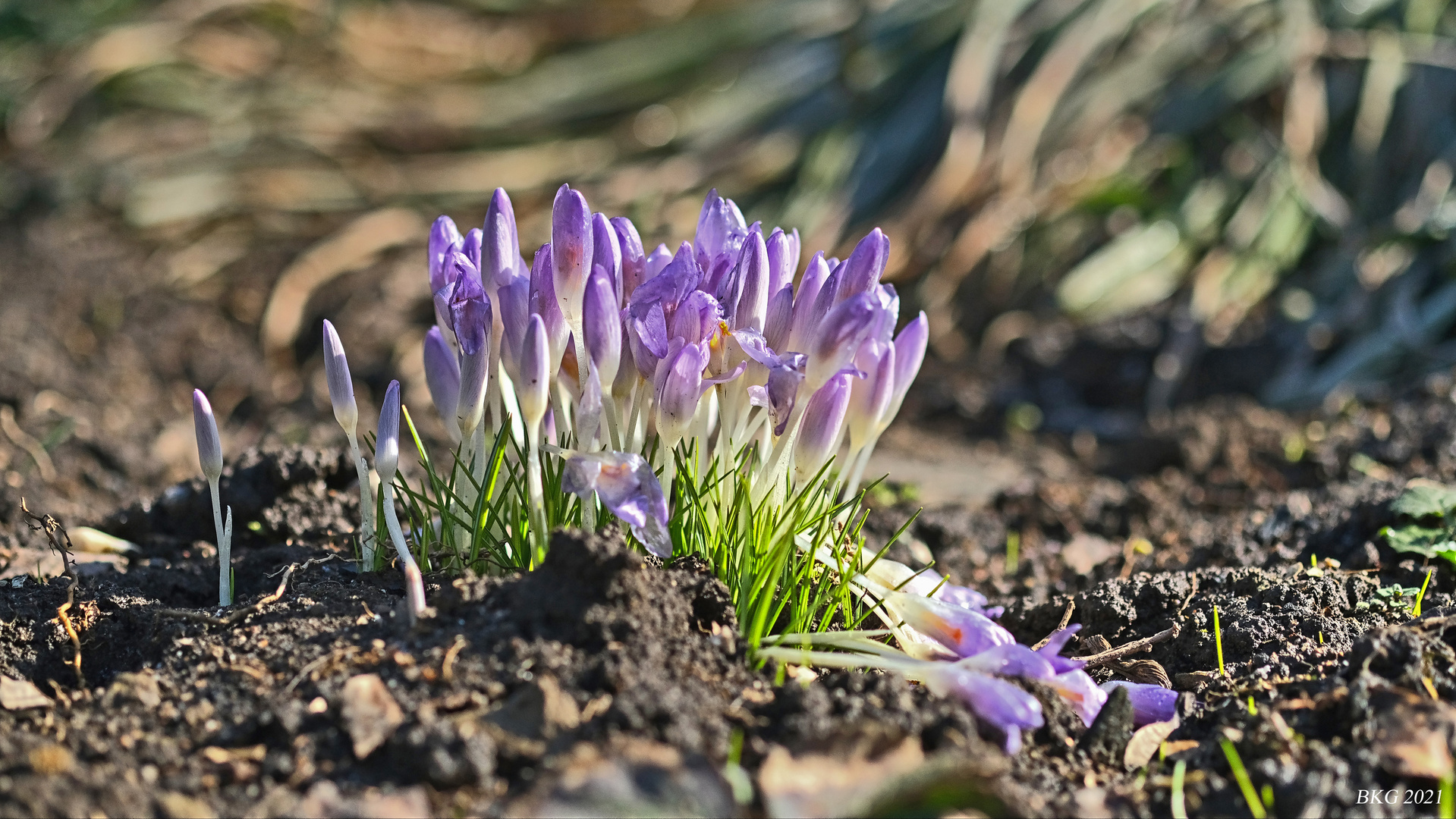 Frühlingsboten 