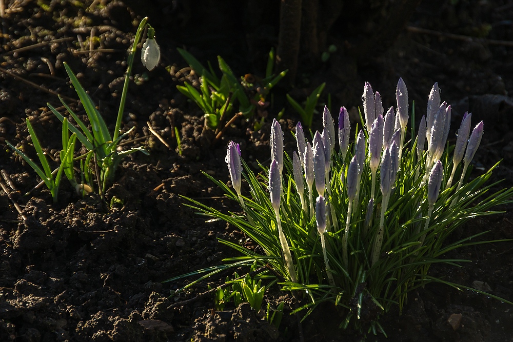 Frühlingsboten