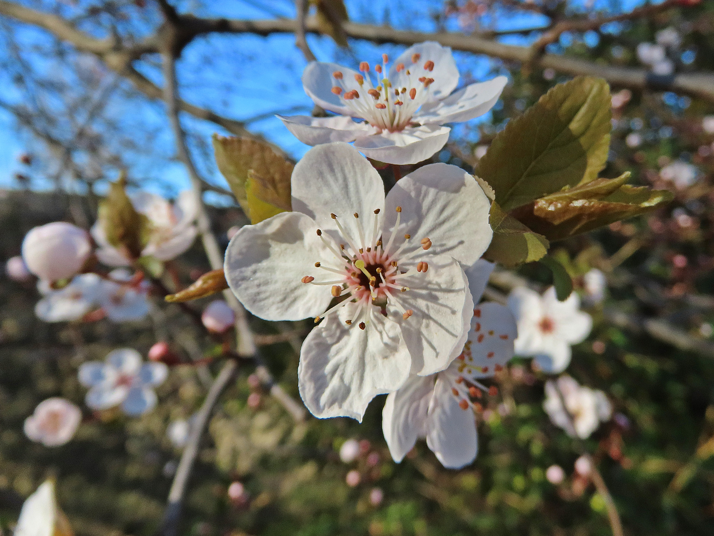 Frühlingsboten