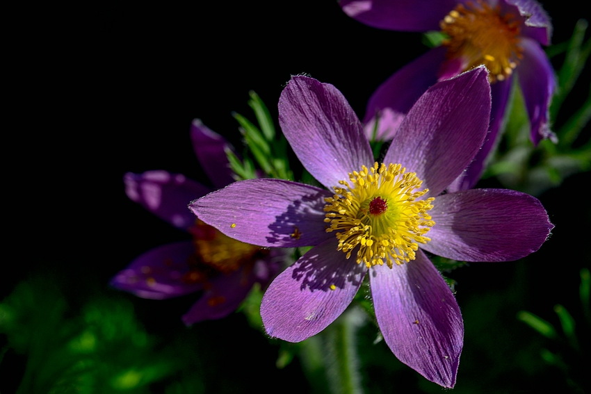 Frühlingsboten