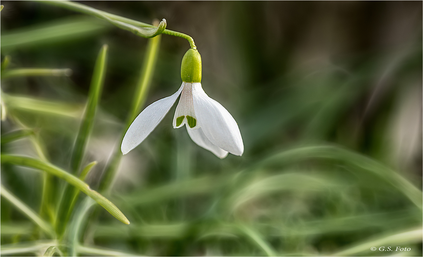 Frühlingsboten.....