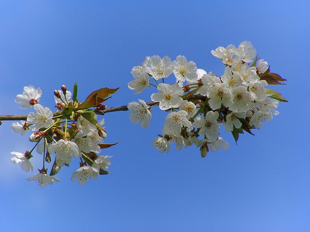 Frühlingsboten