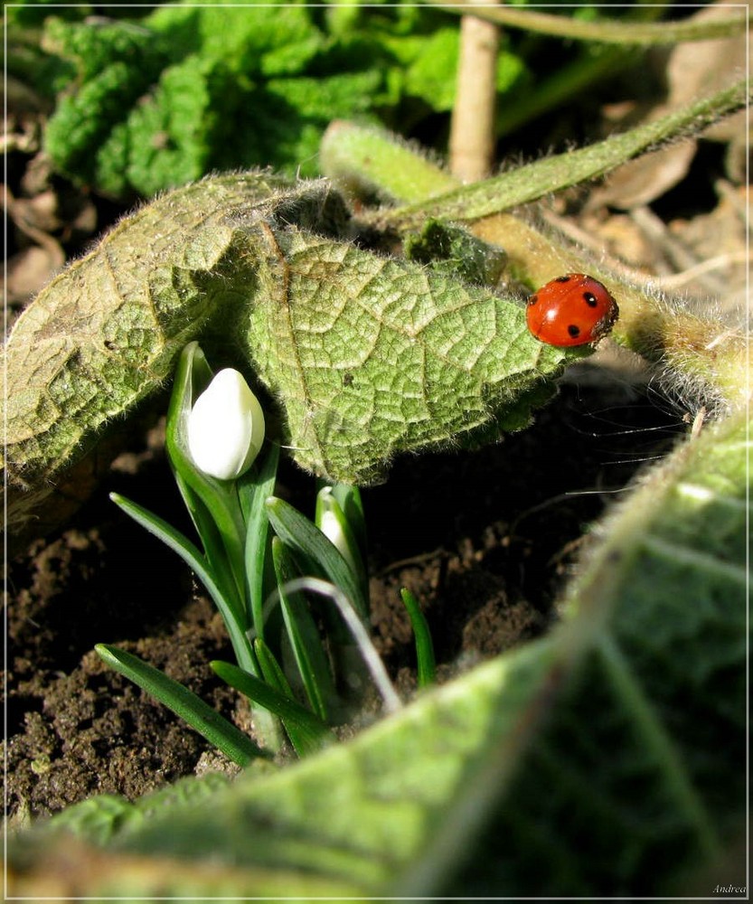 Frühlingsboten