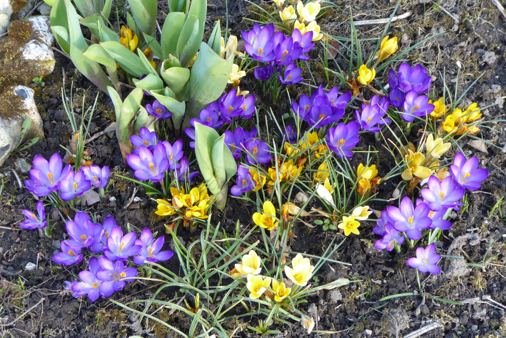 Frühlingsboten Foto & Bild jahreszeiten, frühling, natur Bilder auf