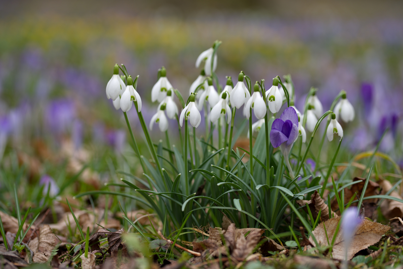 Frühlingsboten