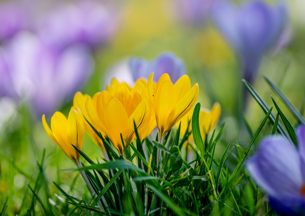 Blumen Fensterbilder: Farbenfrohe Frühlingsboten für Groß und Klein!